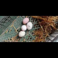 تخم مرغ محلی تازه ونطفه دار
