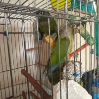 طوطی گرینچیک نچرال و اناناسی