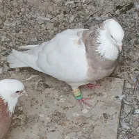 کفتر طوقی شیرازی نسل دار