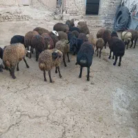 تعدادی بره درجه یک با نژاد افشار و چال