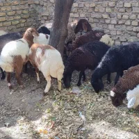میش وبره