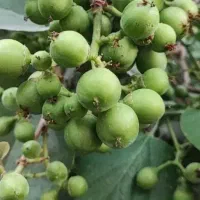 انبوک یا سپستون