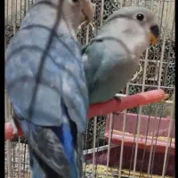 جفت کوتوله برزیلی