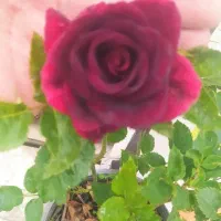فروش انواع نهال گلدانی میوه و گل رز هلندی