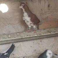 کفتر کبوتر