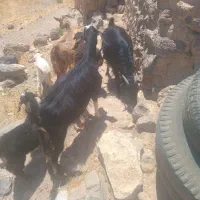 ۳راس بز با۱راس بره ۴۴ملیون  مفت