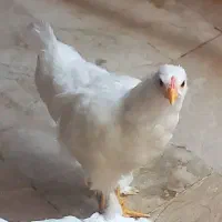 جوجه مرغ گمشده