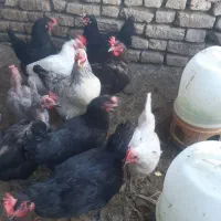 تعدادی مرغ و یک عدد خروس