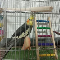 عروس هلندی