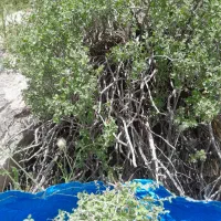 آویشن کوهی برگ پهن .