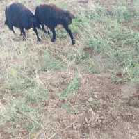 فروش 9عدد بره سه تاش نره