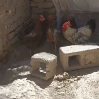 مرغ و خروس