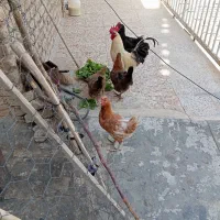 مرغ و خروس