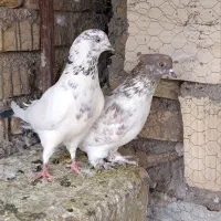 کفتر(کبوتر)