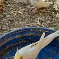 ۵ جفت قناری و ۴ عدد جوجه عروس