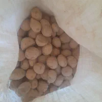 بذر سیب زمینی اسپریت