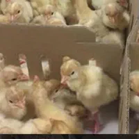 جوجه بوقلمون یک روزه