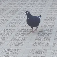 سیاه پلنگ