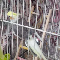 عروس هلندی