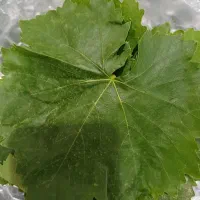 برگ انگور خرفه سلمک لواشک