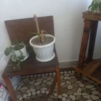 گلدان پتوس و پایه با هم
