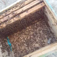 زنبور عسل کارنیکا