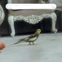 عروس هلندی گمشده در ایدلی
