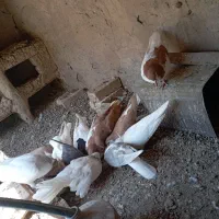 کبوتر|پرنده|زبرخان, |دیوار