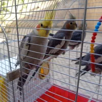 عروس هلندی زیبا