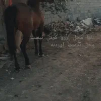 مادیان درجه یک