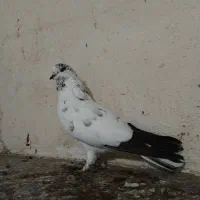 کبوتر سروکله دار