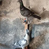 پنج تا جوجه پلاکی و شهری و کلاغی