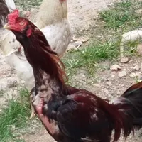 خروس لاری