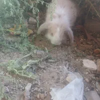 لوپ|موش و خرگوش|تایباد, |دیوار