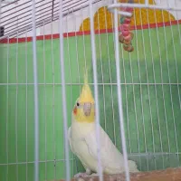 عروس هلندی