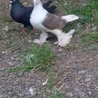 کبوتر.