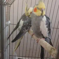 عروس هلندی نروماده