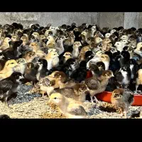 جوجه محلی و جوجه بلدرچین