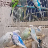 مرغ عشق|پرنده|برازجان, |دیوار