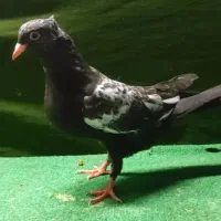 جوجه سینه ایی