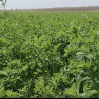 یونجه خورد شده کاه یونجه