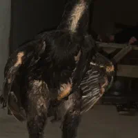 جوجه خروس
