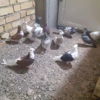 کفتر گرفتنی فروشی