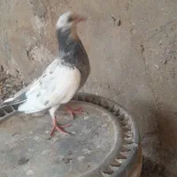 کبوتر فروشی