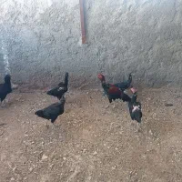 مرغ و خروس لاری