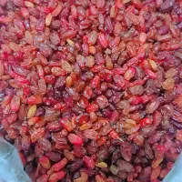 زرشک قائنات