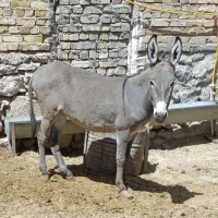 الاغ جوان ماده