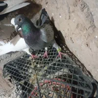 سلام یک پرنده مسافتی فروشی