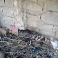 بوقلمون