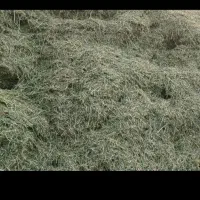 بره ماده ترکی بختیاری